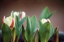 <p>Tulipany</p>