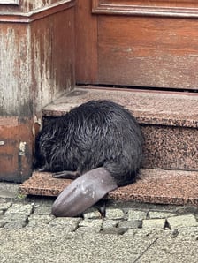 Bóbr na schodkach sklepu przy ul. Odrzańskiej