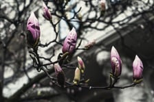 Magnolia przy Podwalu