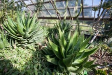 <p>Wrocławski Ogr&oacute;d Botaniczny otwiera się już 1 kwietnia. I to nie prima aprilis.&nbsp;</p>