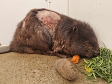 Ranny bóbr został znaleziony koło mostu Osobowickiego we Wrocławiu
