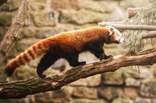 Lian - panda ruda, która od niedawna mieszka w naszym zoo