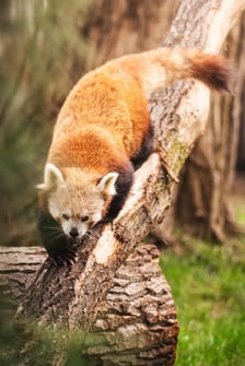 Lian - panda ruda, która od niedawna mieszka w naszym zoo