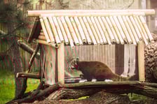 Lian - panda ruda, która od niedawna mieszka w naszym zoo