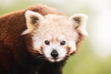 Lian - panda ruda, która od niedawna mieszka w naszym zoo