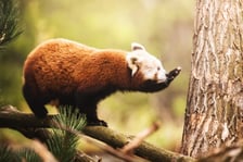 Lian - panda ruda, która od niedawna mieszka w naszym zoo