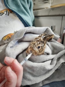 Zajączek pod opieką Ekostraży