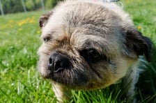 <p>6-letni mieszaniec mopsa. Do schroniska oddał go właściciel. Maksiu to bardzo otyły pies, kt&oacute;ry pilnie potrzebuje diety i troski opiekuna. Jest przemiłym zwierzakiem, bardzo grzecznym i ufnym. Inne psy nie robią na nim wrażenia. Spokojny, kochany Maksiu szuka wspaniałego domu. Aktualnie przechodzi jeszcze kwarantannę, do adopcji będzie od 22.04.2024 r.</p>