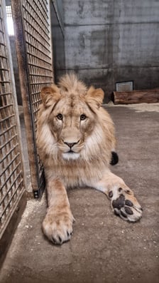 <p>Lew, kt&oacute;ry zamieszka w przyszłości w naszym zoo. Przyjedzie do nas z Danii</p>