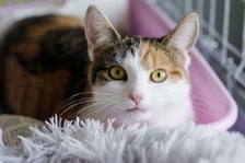 <p>Ok. 2-letnia śliczna trzykolorowa kotka. Do schroniska trafiła jako znaleziona. Jest kotką miłą w stosunku do ludzi, ale nie przepada za innymi kotami. Frida przechodzi kwarantannę do 29.04. - jeśli do tego dnia nie zgłosi się jej właściciel, będzie szukała nowego domu.</p>
<p>nr 170/24</p>