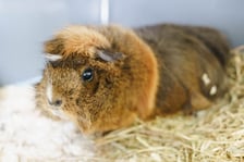 <p>Ok. 3-letni samczyk kawii domowej. Do schroniska oddany przez właściciela z powodu alergii dziecka. Miły, ufny, towarzyski. Nr 22/24.</p>