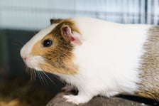 <p>Ok. 6-miesięczny samczyk kawii domowej. Oddany przez właściciela z powodu wyjazdu z kraju. Samczyk jest miły, troszkę tylko wystraszony. Daje się głaskać. Nr 31/24.</p>