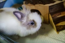 <p>Ozi to 6-miesięczny kr&oacute;liczek. Do schroniska oddany z drugim starszym kr&oacute;likiem, ale ponoć nigdy się nie przyjaźniły. Kochany samczyk, kt&oacute;ry szuka dobrego domu :) Nr 28/24.</p>
<p>&nbsp;</p>