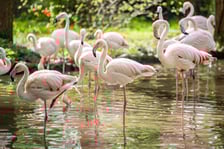Nowy wybieg i pawilon dla flamingów w zoo Wrocław