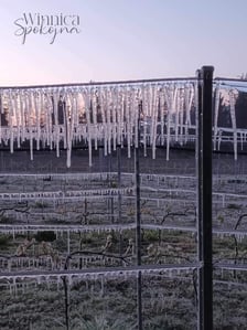 <p>Być może dobrym sposobem okaże się zraszanie winorośłi</p>