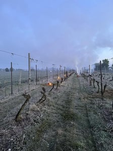 <p>Rozpalanie ognisk w winnicach nie pomogło</p>