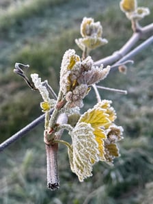 <p>Rośliny zniszczone przez mr&oacute;z</p>