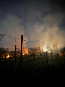 <p>Rozpalanie ognisk w winnicach nie pomogło</p>