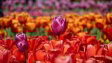 <p>Tulipany w Ogrodzie Botanicznym UWr</p>