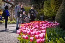 <p>Tulipany i zwiedzający w Ogrodzie Botanicznym UWr</p>