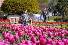 <p>Tulipany i zwiedzający w Ogrodzie Botanicznym UWr</p>