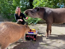 <p>Tapir Sara obchodzi 27 kwietnia swoje święto. Towarzyszą jej opiekunka Pani Agata Kociołek i dwie kapibary</p>