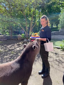 <p>Tapir Sara obchodzi 27 kwietnia swoje święto. Towarzyszą jej opiekunka Pani Agata Kociołek i dwie kapibary</p>
