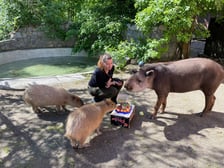 <p>Tapir Sara obchodzi 27 kwietnia swoje święto. Towarzyszą jej opiekunka Pani Agata Kociołek i dwie kapibary</p>