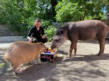 <p>Tapir Sara obchodzi 27 kwietnia swoje święto. Towarzyszą jej opiekunka Pani Agata Kociołek i dwie kapibary</p>