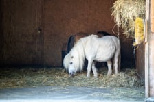 Dziedziniec Zwierzęcy w Zoo Wrocław po ponownym otwarciu