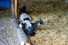 Dziedziniec Zwierzęcy w Zoo Wrocław po ponownym otwarciu