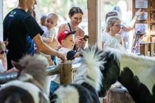 Dziedziniec Zwierzęcy w Zoo Wrocław po ponownym otwarciu