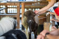 Dziedziniec Zwierzęcy w Zoo Wrocław po ponownym otwarciu