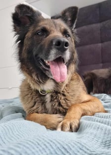 <p>Koda ma dwa lata, jest piękna, zdrowa, bystra, a do tego pełna uroku i radości życia.</p>
<p>Jest ostrożna przy pierwszym kontakcie, ale szybko nabiera zaufania i bardzo się cieszy na widok znajomych twarzy.&nbsp; Nie niszczy i zachowuje czystość. Uwielbia się przytulać. Spacer z Kodą to czysta przyjemność. Ładnie chodzi na smyczy i przychodzi na zawołanie.</p>
<p>Kontakt (SMS): 501 639 535&nbsp;</p>