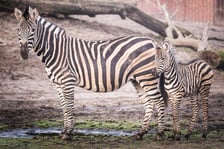 <p>Młoda zebra z mamą</p>