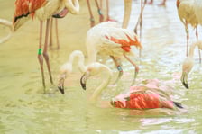 Przeprowadzka flamingów
