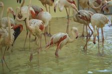 Przeprowadzka flamingów