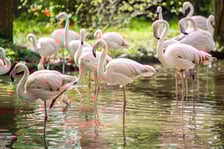 Nowy dom flamingów
