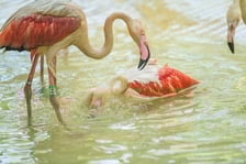 Nowy dom flamingów