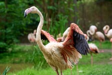 Nowy dom flamingów