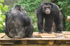 Wrocławskie szympansy na nowym podeście na wybiegu w zoo