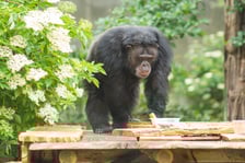 Wrocławskie szympansy na nowym podeście na wybiegu w zoo