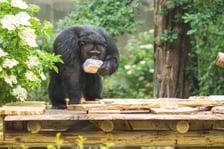 Wrocławskie szympansy na nowym podeście na wybiegu w zoo