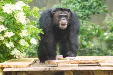Wrocławskie szympansy na nowym podeście na wybiegu w zoo