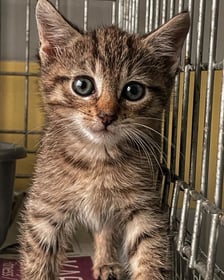 Kocięta do adopcji z wrocławskiego schroniska