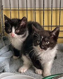 Kocięta do adopcji z wrocławskiego schroniska