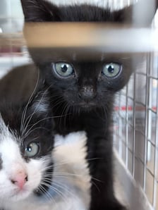 Kocięta do adopcji z wrocławskiego schroniska