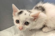 Kocięta do adopcji z wrocławskiego schroniska