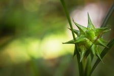 Ogród Botaniczny Roślin Leczniczych Uniwersytetu Medycznego
