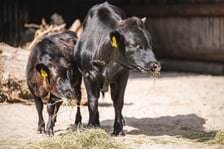 Krówki-miniaturki, czyli bydło rasy dahomey